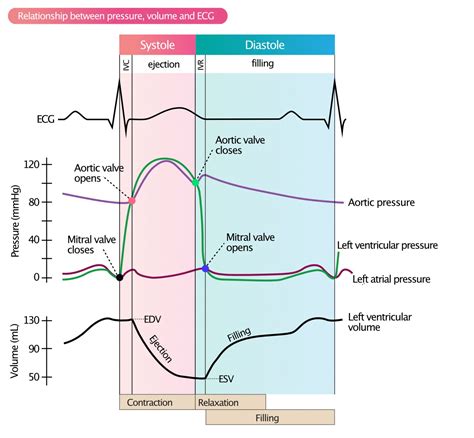 lv volume curve|left ventricular pressure volume diagram.